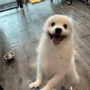 예쁘개해줄개 이미지