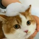 스완코코 이미지
