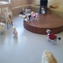 빙고 애견카페 이미지