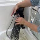 도그유토피아 살롱 이미지