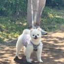 모아 dog | 수완지구 애견미용 유독그루밍, 모아 곰돌이컷+입욕스파 후기