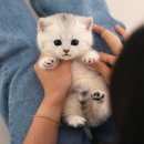 부산강아지분양 고양이분양 베스트펫 본점 | 창원고양이분양 미유펫 본점, 초보집사 분양 상담 후기