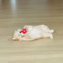 스마트심바이오 | [심바일기] 집사 인생템 발견🐶 강아지 자동 급식기 2주 써본 솔직 후기