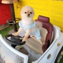 개멋지개 이미지