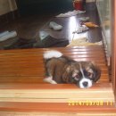 솔비농장 이미지