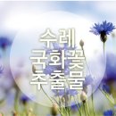 엔젤스킨 이미지