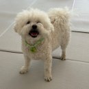 멍멍깍까 이미지