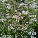 불백고수 이미지