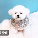 멍멍샤워 이미지