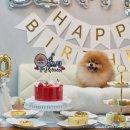 디오레 포메라니안 이미지