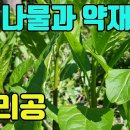 자리공(상륙,백창)- 나물과 신장병,피부질환등 약재로서의 가치가있는 산나물 조회수 6.1천회 3년 전 이미지