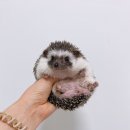 아크리스동물의료센터 이미지