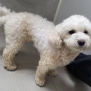 애견이야기 | [경기/파주] 이색카페 ‘바늘이야기’ 파주 직영점 방문 후기 / 애견동반 가능