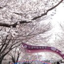 낙동제방 자전거도로 | 부산벚꽃 명소 삼락생태공원 벚꽃 삼락공원 벚꽃 낙동제방벚꽃길