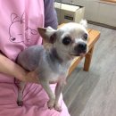 한솔동물병원 이미지