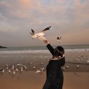 부산갈매기 이미지