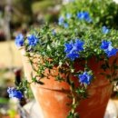 이사도라 이미지