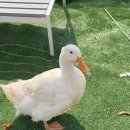 공주목장 | [경북 상주 체험목장] 모동목장 상주양떼목장 양몰이공연 |경북 아이랑 가볼 만한 곳|