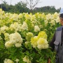 월드플라워 이미지