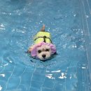 더마루 | 태안 애견펜션 더마루｜소형견 단체모임에 딱 좋은 안면도 애견동반 숙소