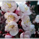 살구꽃공원 이미지