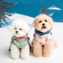 멋내는 강아지 이미지