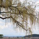 강릉 정동진과 경포호 벚꽃길을 라이딩하며~~~ 이미지