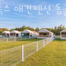 태안-호스릴-14 | 태안펜션 파라독스 애견펜션 돔글램핑 오토캠핑장 안면도숙소 바닷가 태안숙소 찾을 때 추천하는 곳