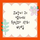 플러스동물메디컬센터 | 영등포구동물병원 고양이 귀 냄새? 걱정되죠?