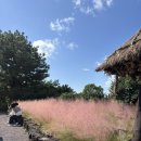 불란지스테이 | 제주도 2박 3일 한바퀴 돌기 #2일차 서귀포-안덕-한경 가기 11월 제주도 가볼만한 곳