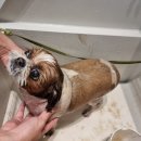 블루멍 펫 테라피 이미지