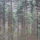 바다와소나무 이미지