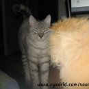 뭉뭉이네 이미지