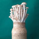 송이 - 은평구 응암로 160 | 송이