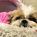 도그천사 이미지