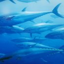 알마튜나 이미지