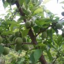 부성농장 이미지