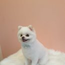 코모네펫하우스 이미지