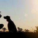 Dog&Cat 이미지