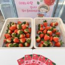 속초응골딸기Lab