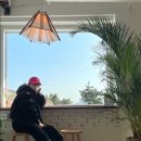 파로라 이미지