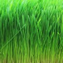 새싹보리의 효능 및 부작용 이미지