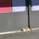 메가마트 메가도매센터 천안점 | 천안 메가마트 메가도매센터 가봤어요/천안 링키바 아이스크림 파는 곳