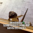 비전동 소로 3-33 | 🦎평택도마뱀 분양 어디서? 평택파충류 최대 규모! 베이비파충류샵 평택시비전동파충류 솔직 후기
