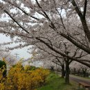 낙동제방 이미지