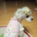 코디펫 - 화성시 매송고색로 368 | 코디펫
