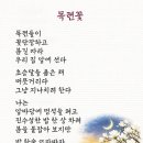 목련꽃집