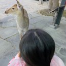 세계자동차&피아노 박물관 | [제주도 아이와 가볼 만한 곳] 사슴 먹이 체험과 자동차 관람의 조화, 세계자동차&amp;피아노박물관 솔직 후기