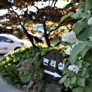 황금휘날레 이미지