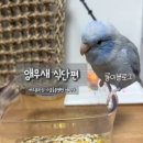 다나음동물병원 | 버드플라잉 나음동물병원 나승원 원장님 세미나 앵무새식단편 후기